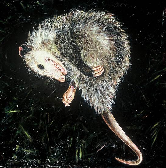 <em>Opossum</em>, Oil/Panel, 24 x 24"